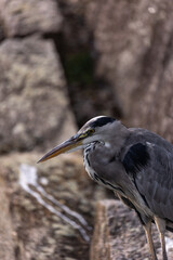 Graureiher Ardea cinerea