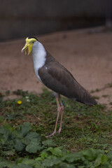 Kiebitz Vanellus vanellus