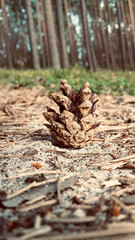 Szyszka sosny Pinaceae na piasku w lesie sosnowym © ucja