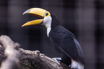 Tukan Ramphastidae © Nico