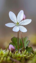 Single white wildflower, soft focus, gentle curve, ethereal beauty, muted colors, nature photography