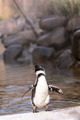 Brillenpinguin Spheniscus demersus