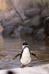 Brillenpinguin Spheniscus demersus