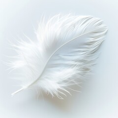 Fototapeta premium White Feather, Light As Air, Soft, Graceful, Fluffy, Single, Isolated On White Minimalist Style