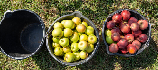 apple picking in Almaty, Issyk near the Almaty mountains. Autumn apple picking in Issyk city. Red, yellow apples in a bucket, Almaty Aport