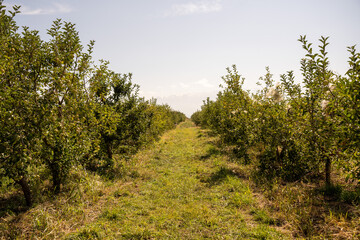 Obraz premium apple picking in Almaty, Issyk near the Almaty mountains. Autumn apple picking in Issyk city. Red, yellow apples in a bucket, Almaty Aport