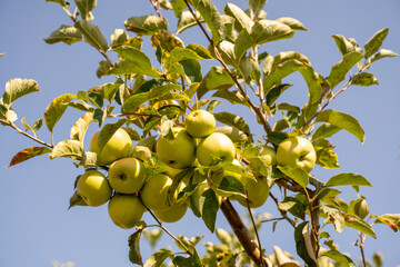apple picking in Almaty, Issyk near the Almaty mountains. Autumn apple picking in Issyk city. Red, yellow apples in a bucket, Almaty Aport
