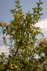 apple picking in Almaty, Issyk near the Almaty mountains. Autumn apple picking in Issyk city. Red, yellow apples in a bucket, Almaty Aport