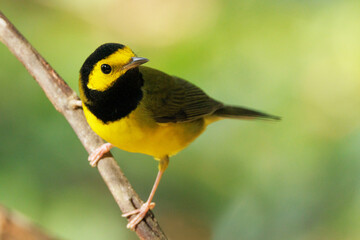 Fototapeta premium A hooded warbler (Setophaga citrina), a migratory bird, visits Sarasota, Florida on its journey south in the late summer / early fall.