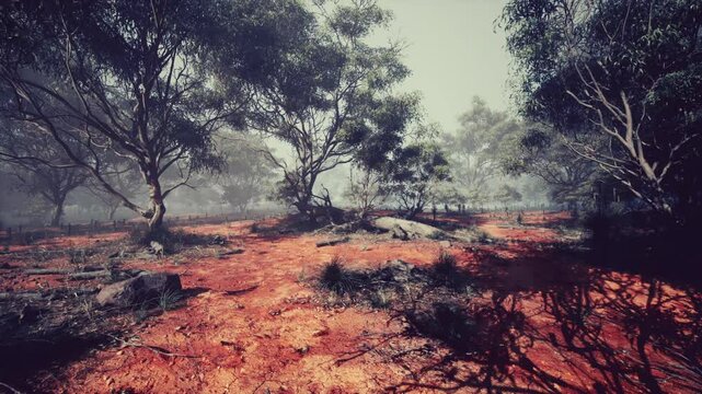 The setting features dense gumtrees surrounded by reddish earth, shrouded in mist at dawn, creating a tranquil atmosphere perfect for appreciating natures beauty.