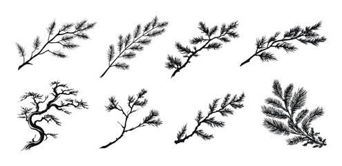 Pine tree branches in different shapes and styles, vector illustration. Detailed fir tree foliage with varying.