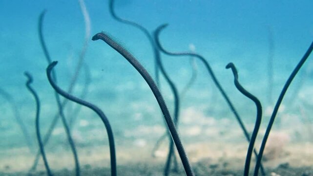 underwater A large group of cute and slender black spotted garden eels writhe and dance on the sand of a tropical coral reef, wide angle close-up, Philippines, Asia 