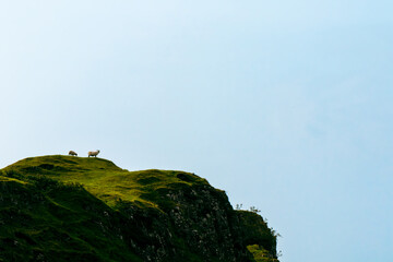 sheep on a mountain, blue sky background 