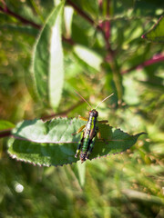 a grasshopper, miramella alpina, on a mountain meadow at a sunny summer day