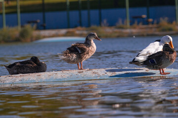 bird, duck, animal, water, nature, wildlife, goose, beak, sea, lake, seagull, gull, feather, pond, wild, geese, mallard, white, birds, flight, ocean, wing, feathers
