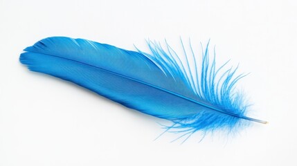 A vibrant blue feather lying flat against a white background, creating a striking contrast.