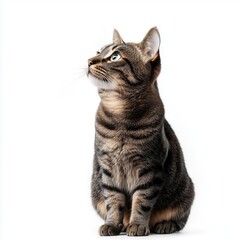 Cute Tabby Cat Sitting on White Background  Perfect for Pet Lovers
