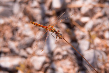 dragonfly, insect, nature, macro, fly, bug, animal, wings, closeup, green, damselfly, wing, insects, wildlife, dragon, eyes, summer, fauna, close-up, grass, dragonflies, yellow, flying