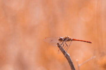 dragonfly, insect, nature, macro, fly, bug, animal, wings, closeup, green, damselfly, wing, insects, wildlife, dragon, eyes, summer, fauna, close-up, grass, dragonflies, yellow, flying