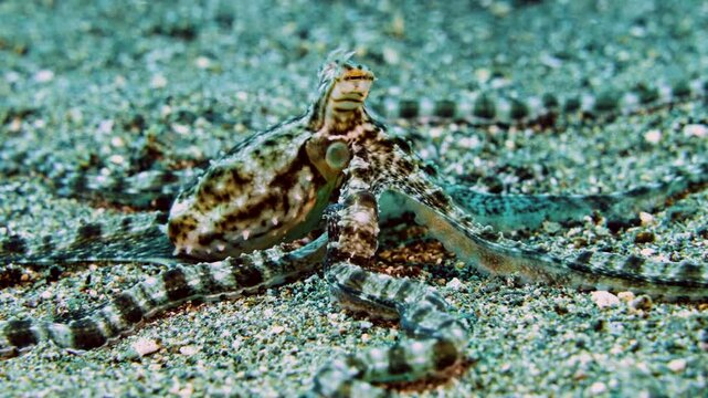 smart black and white mimic octopus, sandy seabed crawling on a tropical coral reef, mimicking changing poses, underwater macro, Philippines, Asia