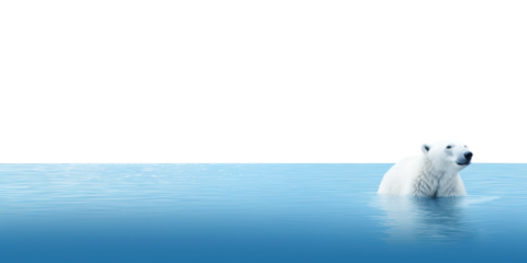 PNG Arctic nature wildlife outdoors.