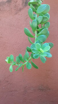 Planta suculenta, pendurada no muro vermelho.
