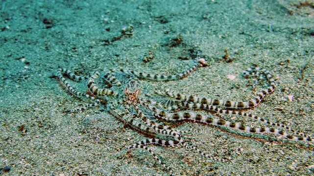 smart black and white mimic octopus, sandy seabed crawling on a tropical coral reef, mimicking changing poses, underwater macro, Philippines, Asia