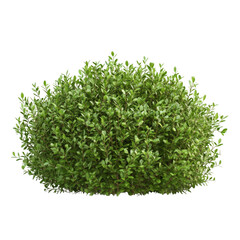 PNG bush against transparent background