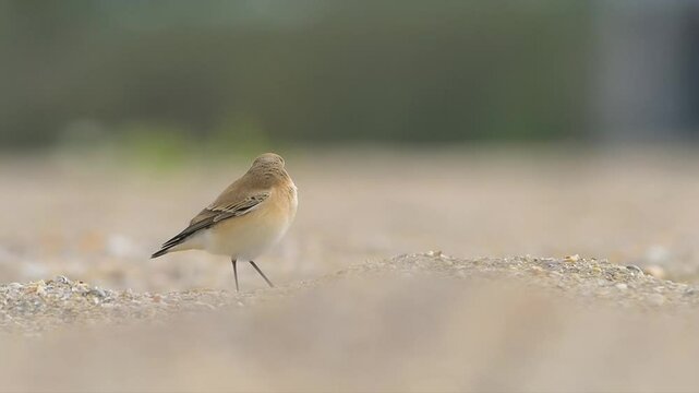 Slow motion of Northern wheatear Oenanthe oenanthe in natural habitat.