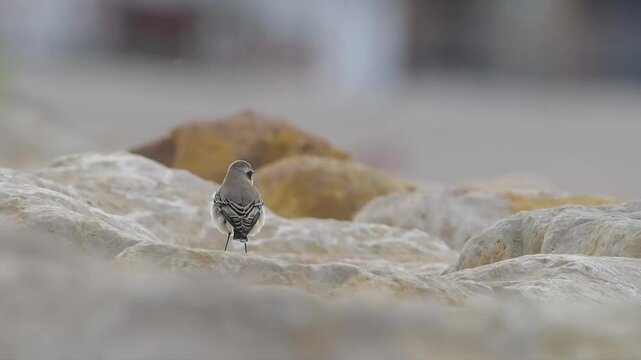 Slow motion of Northern wheatear Oenanthe oenanthe in natural habitat.