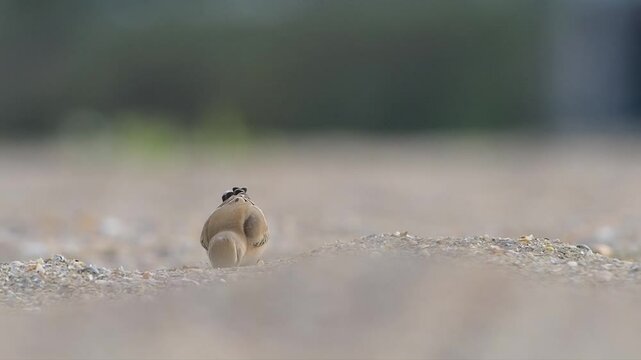 Slow motion of Northern wheatear Oenanthe oenanthe in natural habitat.