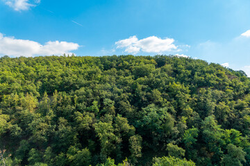 lush green forest with a clear blue sky in the background