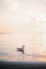 Seagull in the water