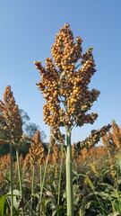 Sorgo maduro de cor amarelo dourado contrastando com céu azul.