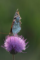butterfly on flower