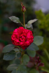 Beautiful blooming burgundy roses in the garden against the background of green leaves. The beauty of nature. Selective focus, close-up.