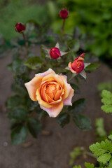Beautiful blooming orange roses in the garden against the background of green leaves. The beauty of nature. Selective focus, close-up.
