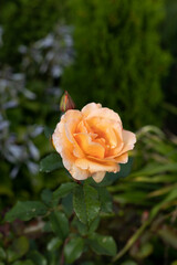 Beautiful blooming orange roses after rain with drops of water on petals in the garden against the background of green leaves. The beauty of nature. Selective focus, close-up.