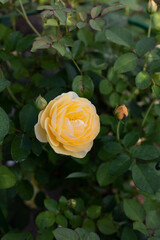 Beautiful blooming yellow roses in the garden against the background of green leaves. The beauty of nature. Selective focus, close-up.