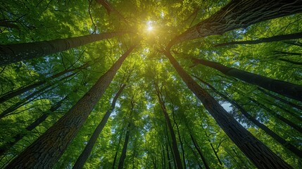 Majestic view from below of tall trees in a dense forest with a sunburst breaking through verdant green leaves on a bright, tranquil day in nature