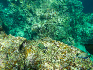 沖縄真栄田岬の青の洞窟の珊瑚礁に群れるたくさんの熱帯魚