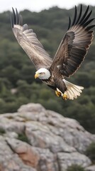 Naklejka premium A majestic bald eagle soars through the air with its wings spread wide, showcasing its impressive wingspan and powerful presence.