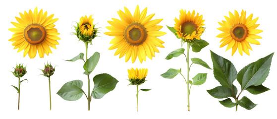 Fototapeta premium Set of isolated, sunflower, sunflower petals, seed on transparent background. cut elements, designs. Top view high quality PNG.