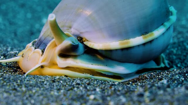 A underwater large conch seashell crawls on the sandy ground of a tropical coral reef, showing its eyes , underwater macro. close-up Philippines, Asia