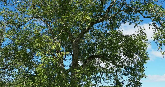 (Juglans regia) Unter einem gro&szlig;en Walnussbaum mit rissiger grauschwarzer Rinde, der noch N&uuml;sse in ihren gr&uuml;nen, fleischigen Schalen tr&auml;gt, in gr&uuml;nem Laub, das leicht im Sp&auml;tsommerwind zittert