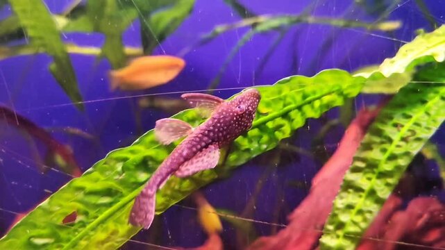 Small decorative aquarium fish cleaners on a background of green plants and stones
