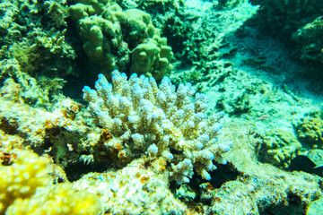 Coral Reef at the Red Sea,Egypt. coral yellow fish