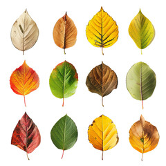 Twelve colorful autumn leaves in different stages of aging, isolated on white background