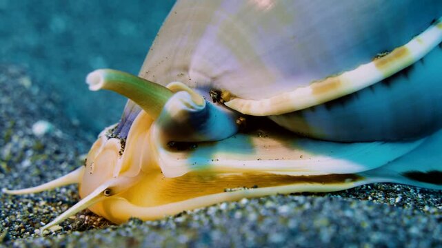 A underwater large conch seashell crawls on the sandy ground of a tropical coral reef, showing its eyes , underwater macro. close-up Philippines, Asia