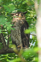 Young Spot-bellied Eagle Owl sitting on a branch